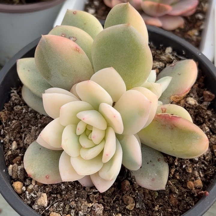 橙梦露锦大锦边一颗