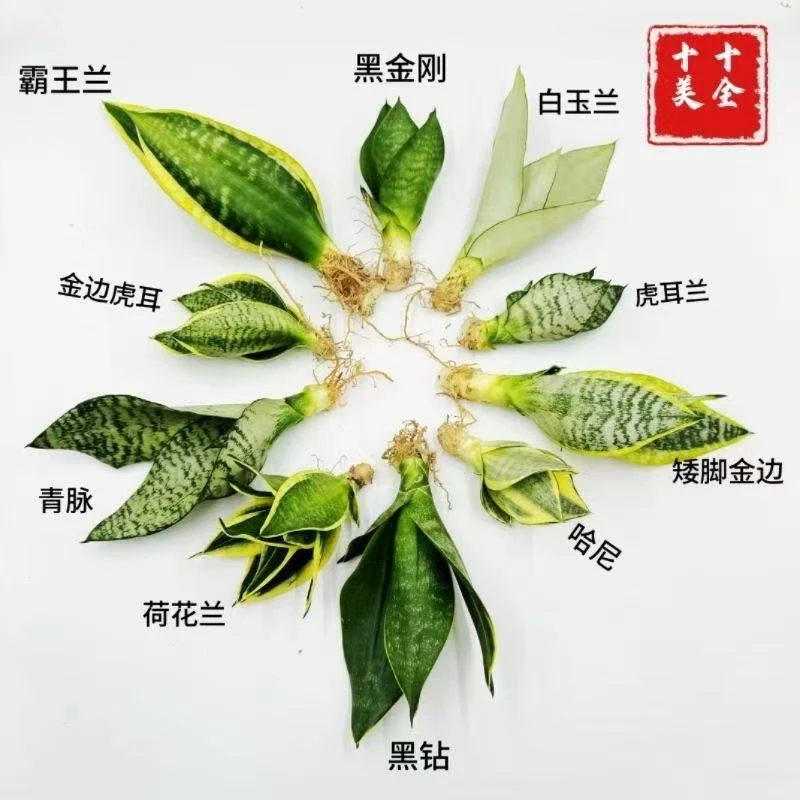 矮脚虎皮兰根系虎尾兰新房植物除甲醛室内客厅防辐射懒人绿植养护
