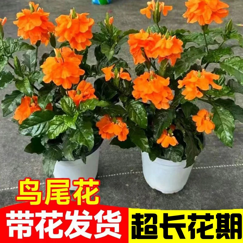 鸟尾花盆栽带花苞室内桌面好养花卉阳台庭院四季开花耐寒鲜花植物