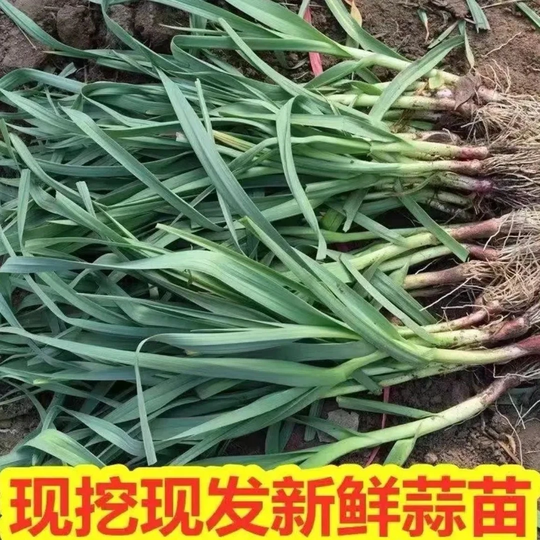 次日达  现摘现发 1斤新鲜 红皮大蒜苗 小蒜苗 本地红皮蒜苗