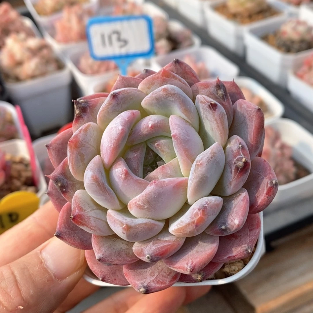 精品多肉一物一拍不包整79