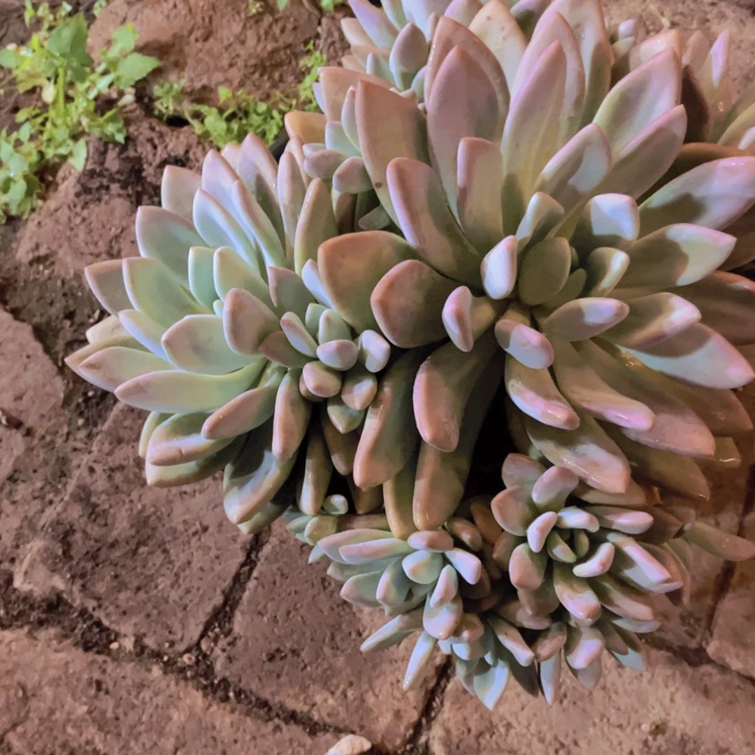 喵**喵多肉植物保护研究所