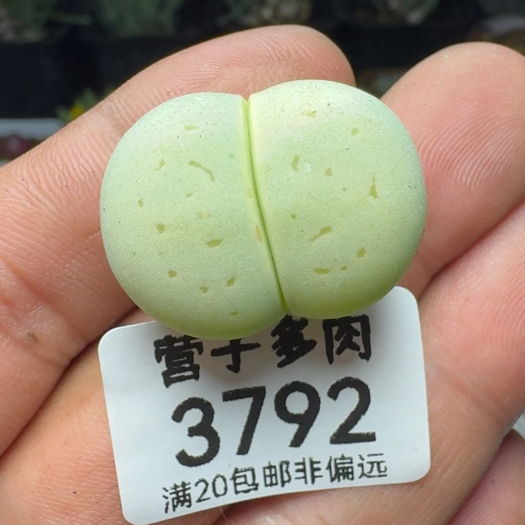 绿灵耀2.6。 脱土。