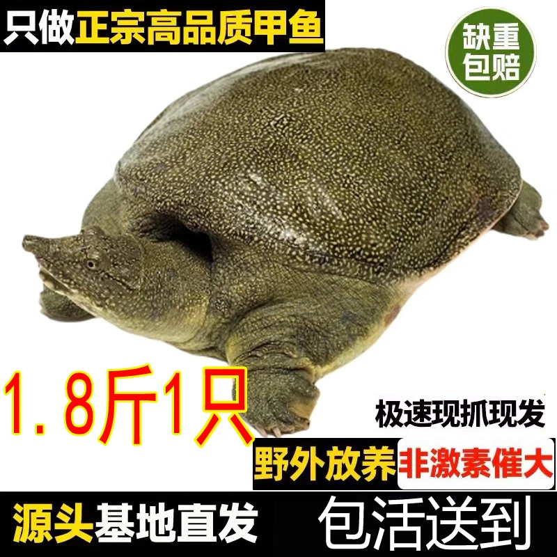 【鱼塘搬迁 亏本促销】1.8斤1只 鲜活大甲鱼活体食用生鲜 包活送到