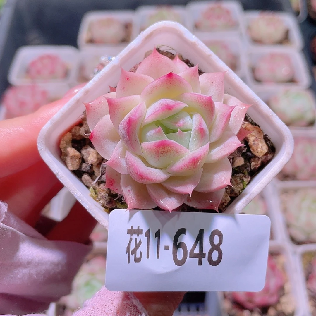 花利美11-648美瞳