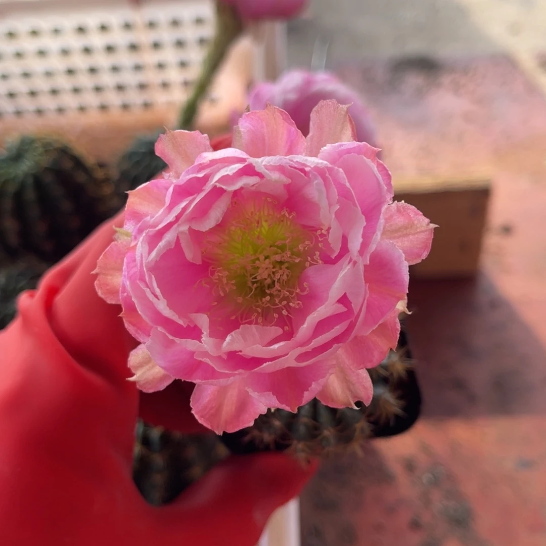 L33牡丹花型带原盆土发货