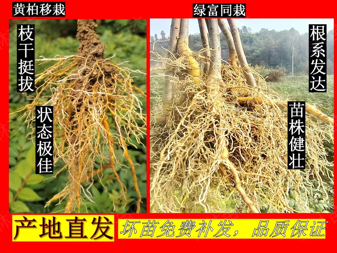 移栽厚皮川黄柏苗 根系发达 成活率高  生长周期短 缩短收益时间