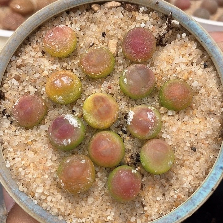 19518红拉登一盆