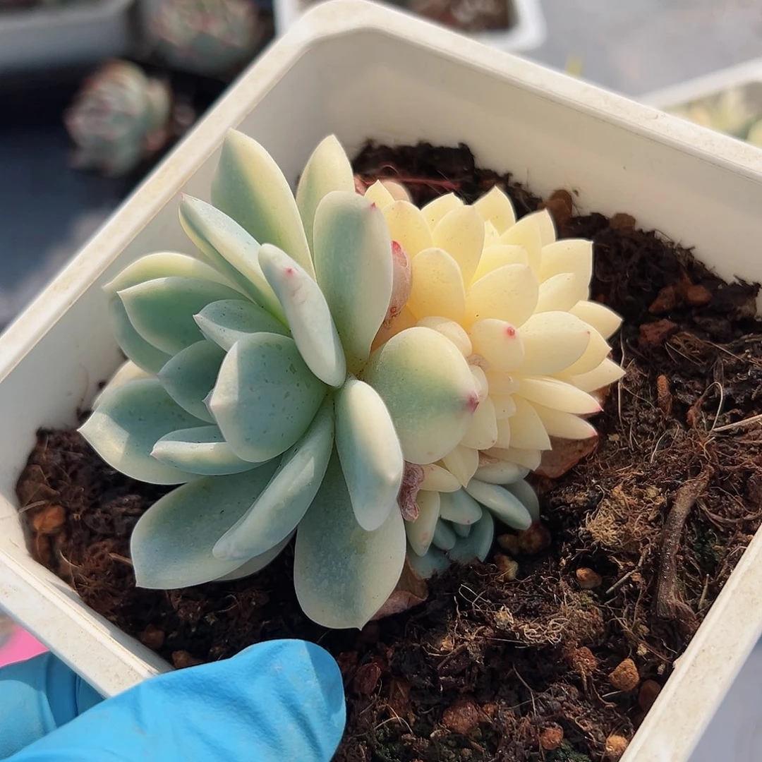 橙梦露锦底座，覆轮锦头全锦头小缀