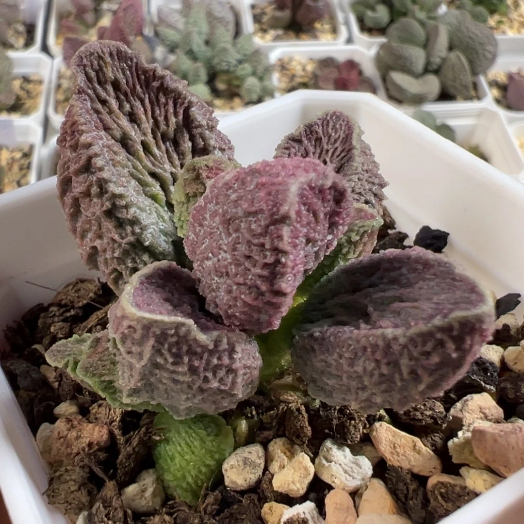 卡洛琳多肉植物水泡