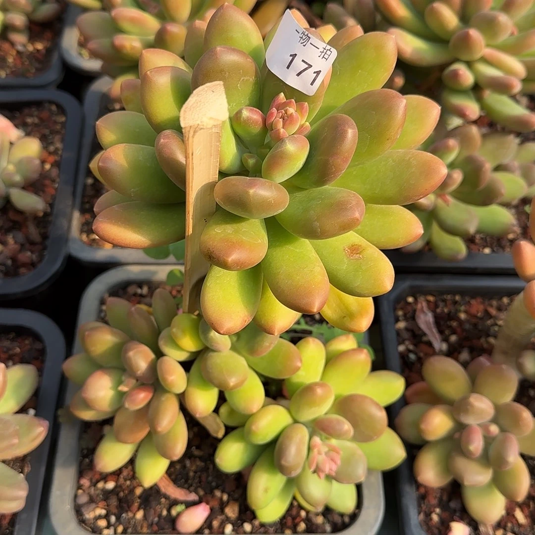 儒*171号 一物一拍