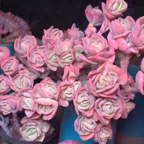 爆***块多肉植物的植物