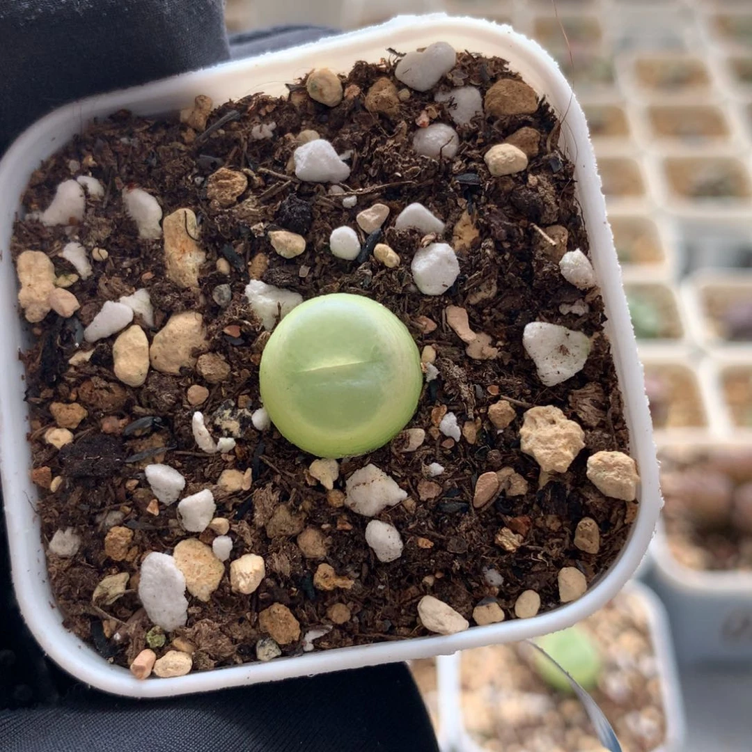 a260紫皮拉登一颗