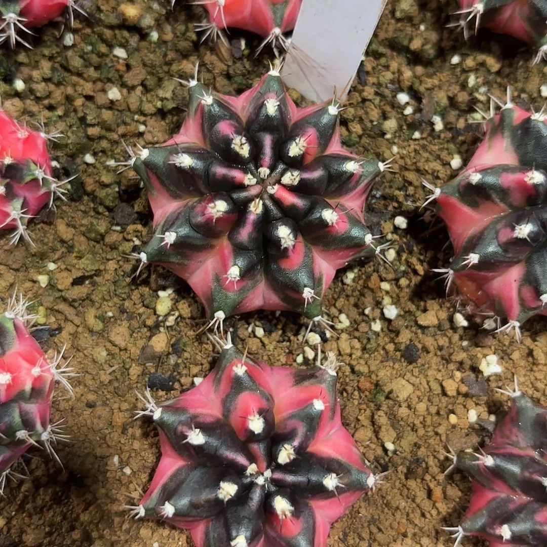 391-0731泰国发货多肉