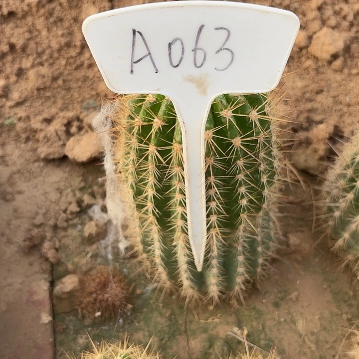 锦*A060,清101毛花柱