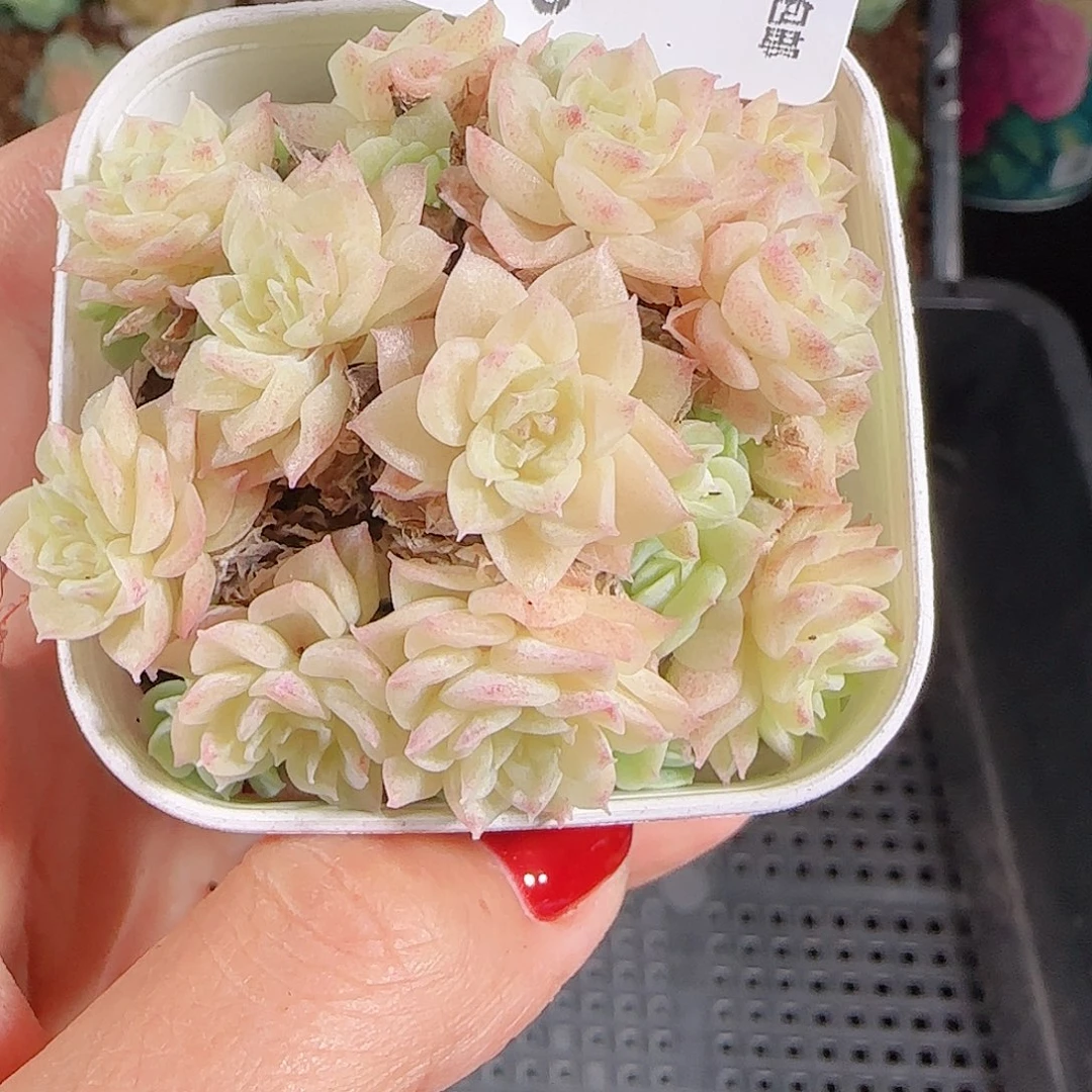 1024-80优选麦秆不包整