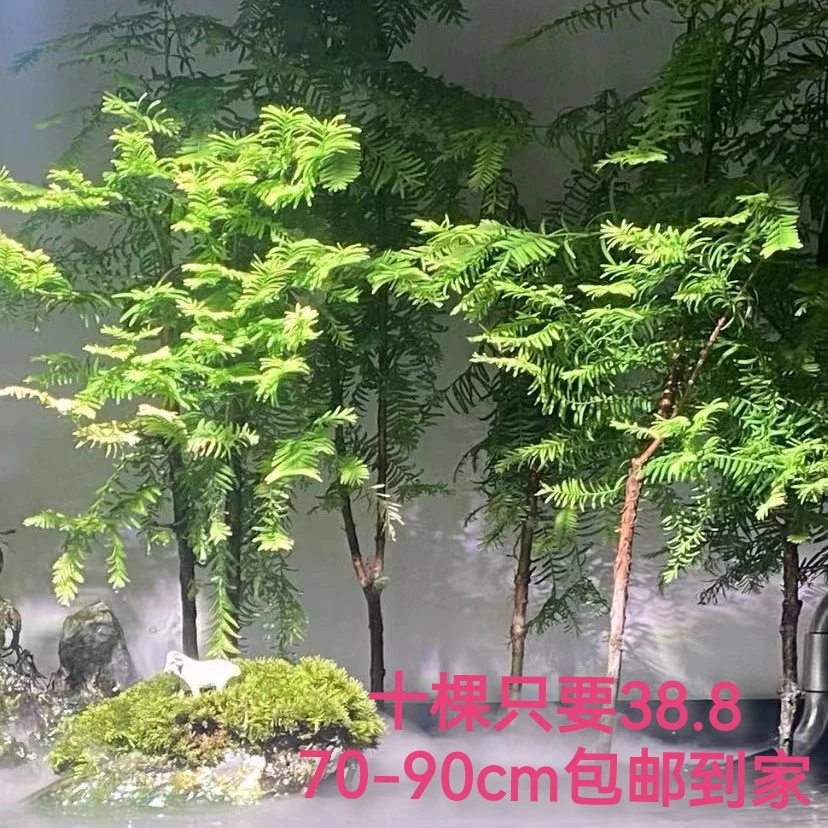 【售完即止】原生缸溪流缸造景水杉落羽杉十棵装