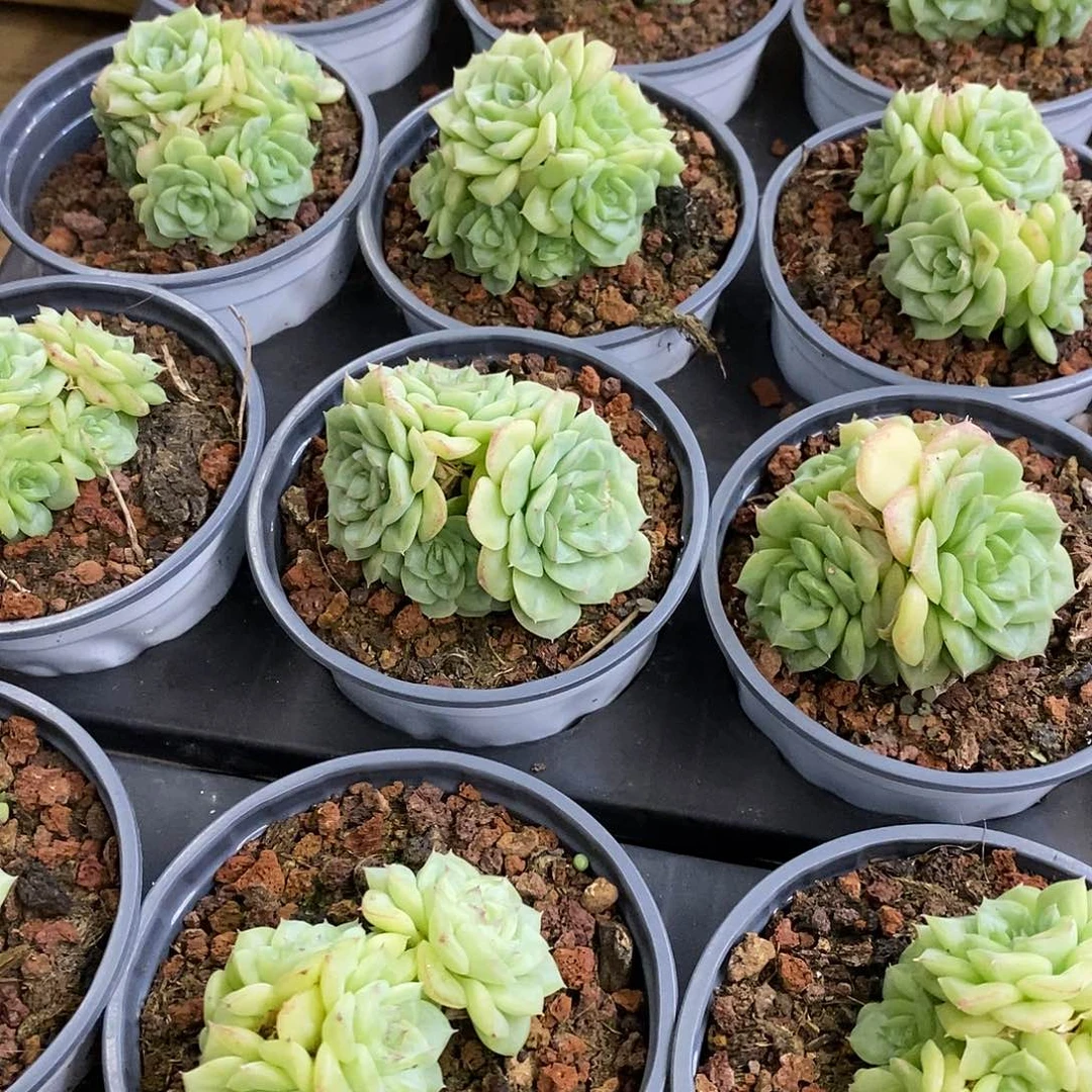 117。白天鹅麦杆。福利多多