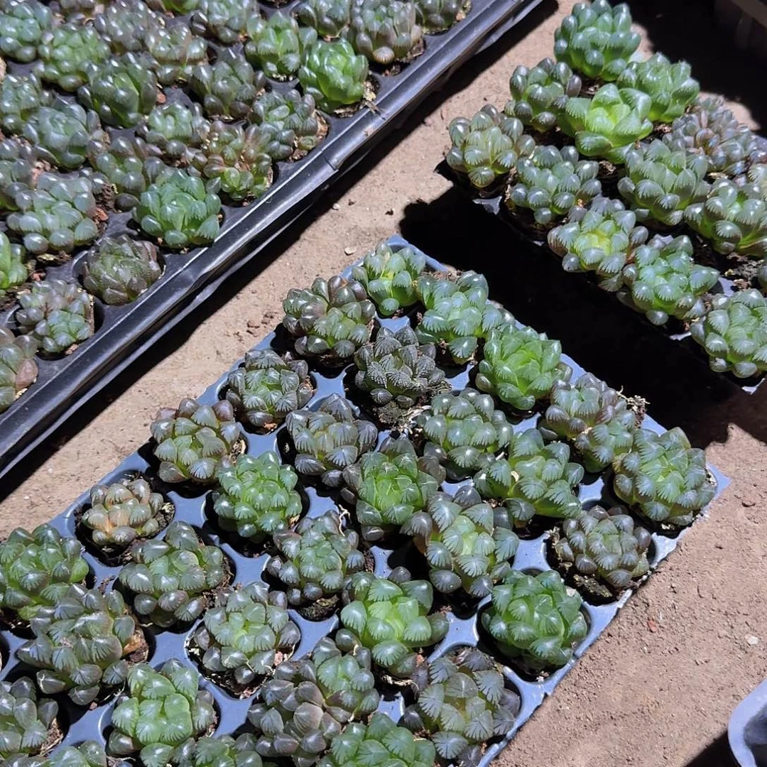 105孔玉露15颗带血盘量拍
