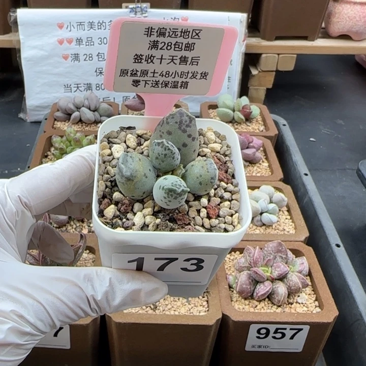 乐***乐173丸叶海豹多肉植物我