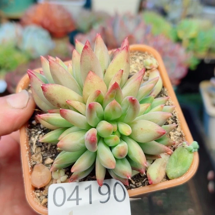 幸运的是我还没遇到过