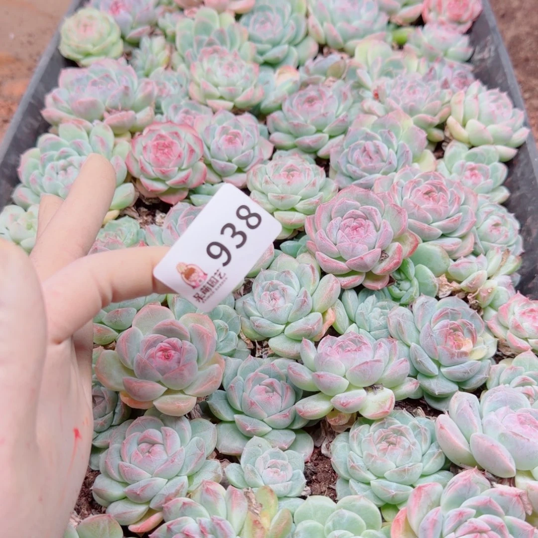 爱****多肉植物多肉植物