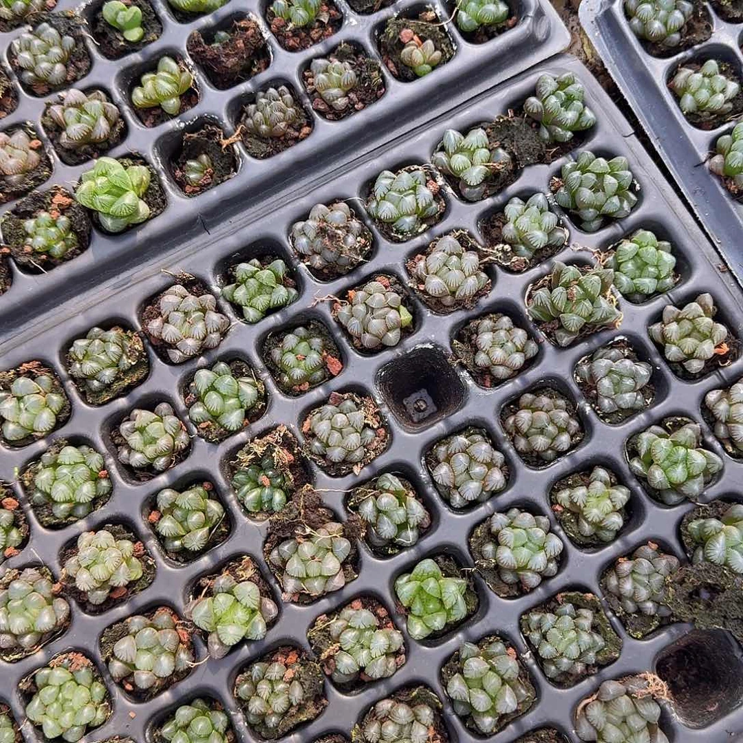 105孔玉露20颗不售后量拍