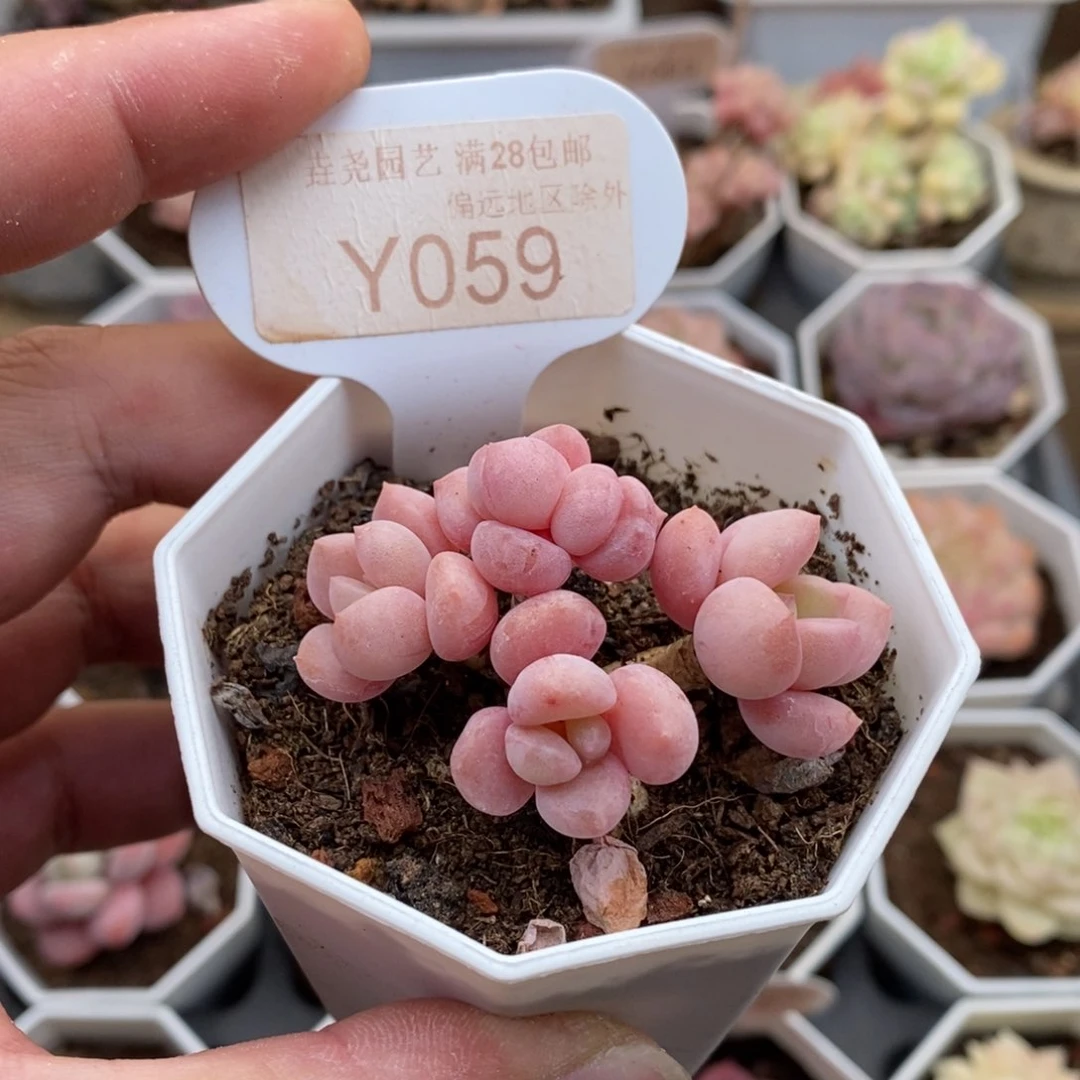 0059粉桃花5厘米