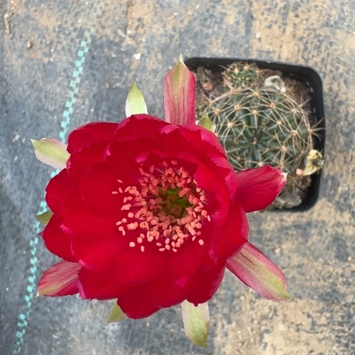 207丽花根掰花带盆发货软瘦，20包邮