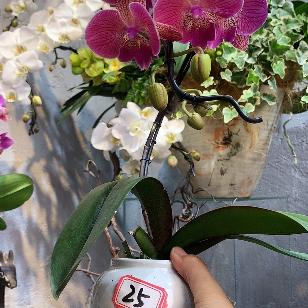 完全开放蝴蝶兰一物一拍25