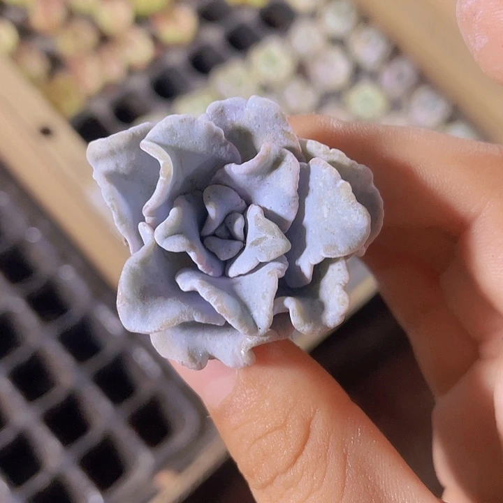 24精品白饺子皮2颗一组