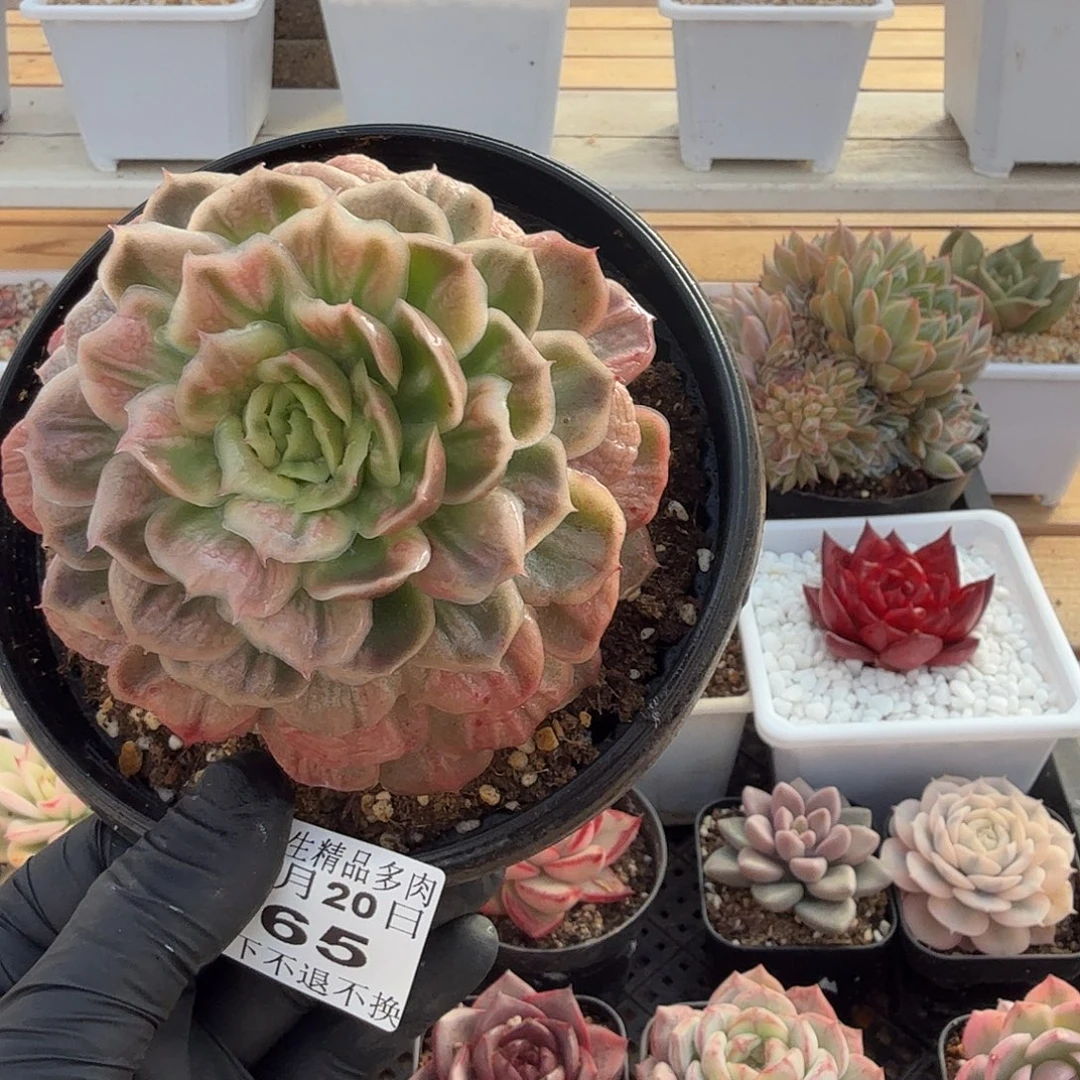 1220-65泡泡纱裙单头