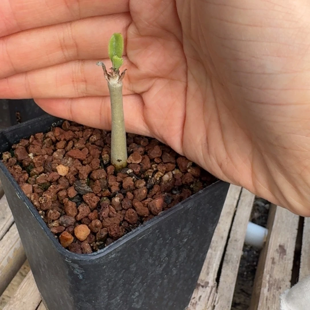 实生安哥拉葡萄瓮一物一拍多肉