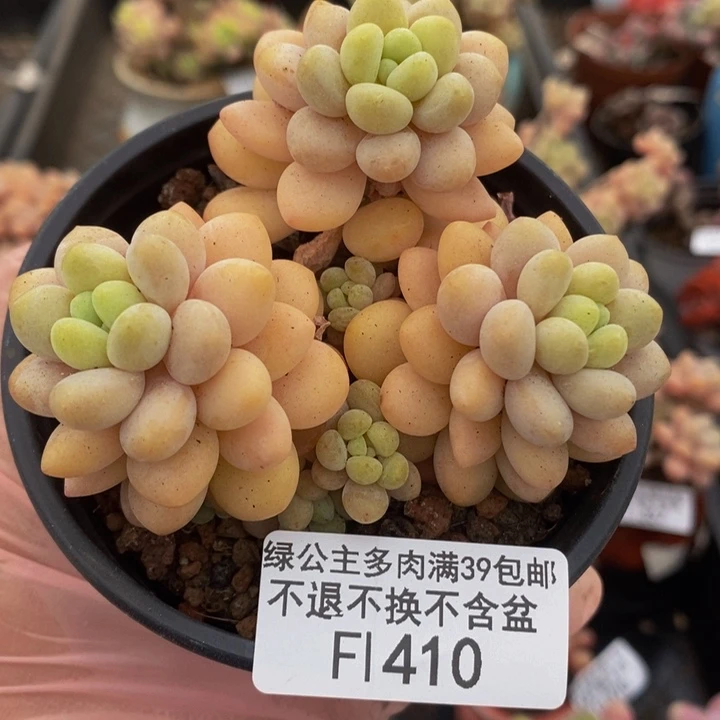 洛可可7vm410多肉植物