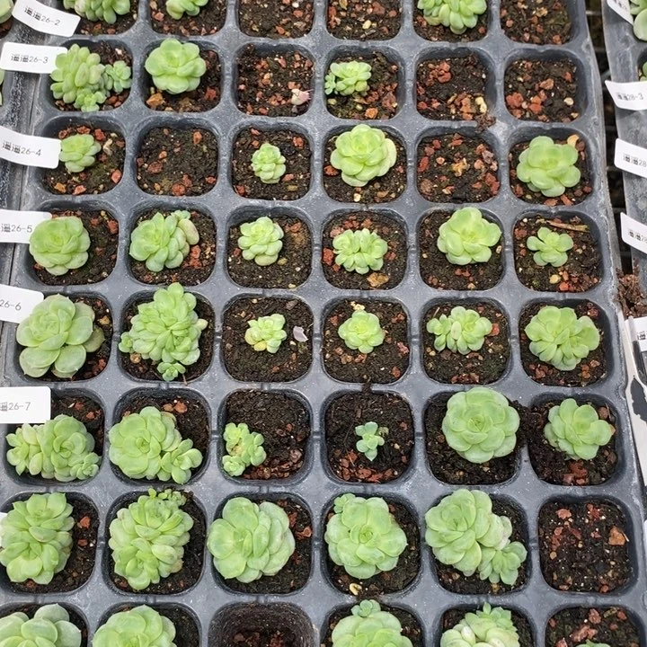 26盘遥遥1到8排一个多肉