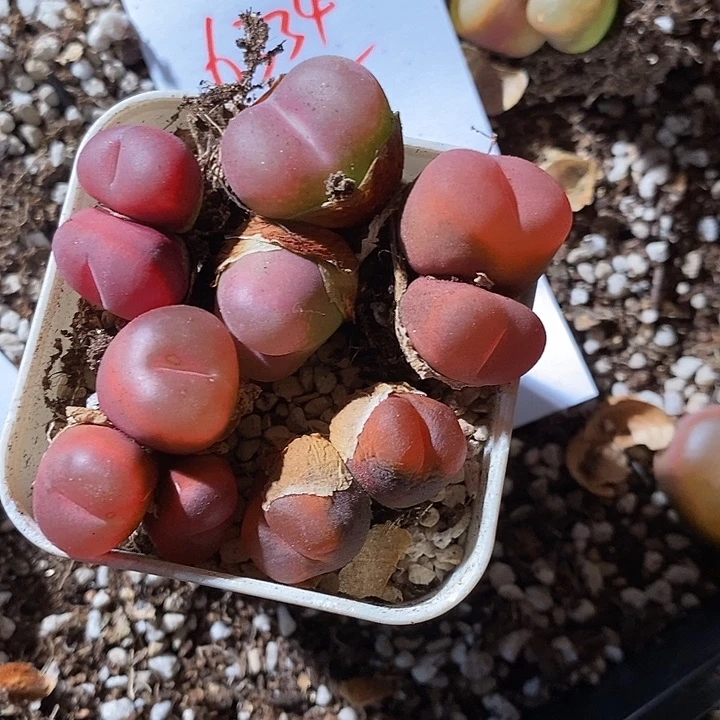 6334。   一组粉红。