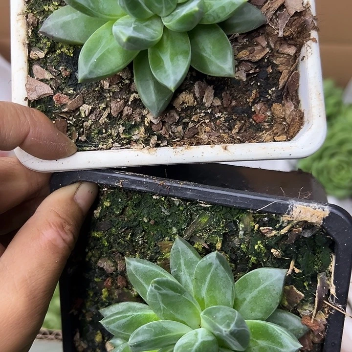 ～****～2颗美人杂交，一物一拍