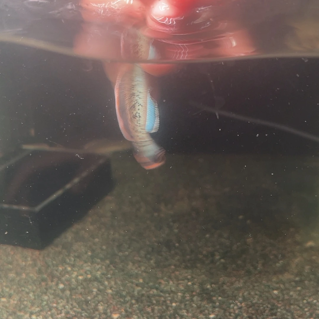 雷龙鱼5-6鬼王蓝宝石雷龙