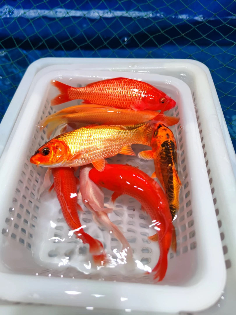 【15-20厘米2火2金2黄2白1闪1龙共10条】精品锦鲤鱼好养耐活