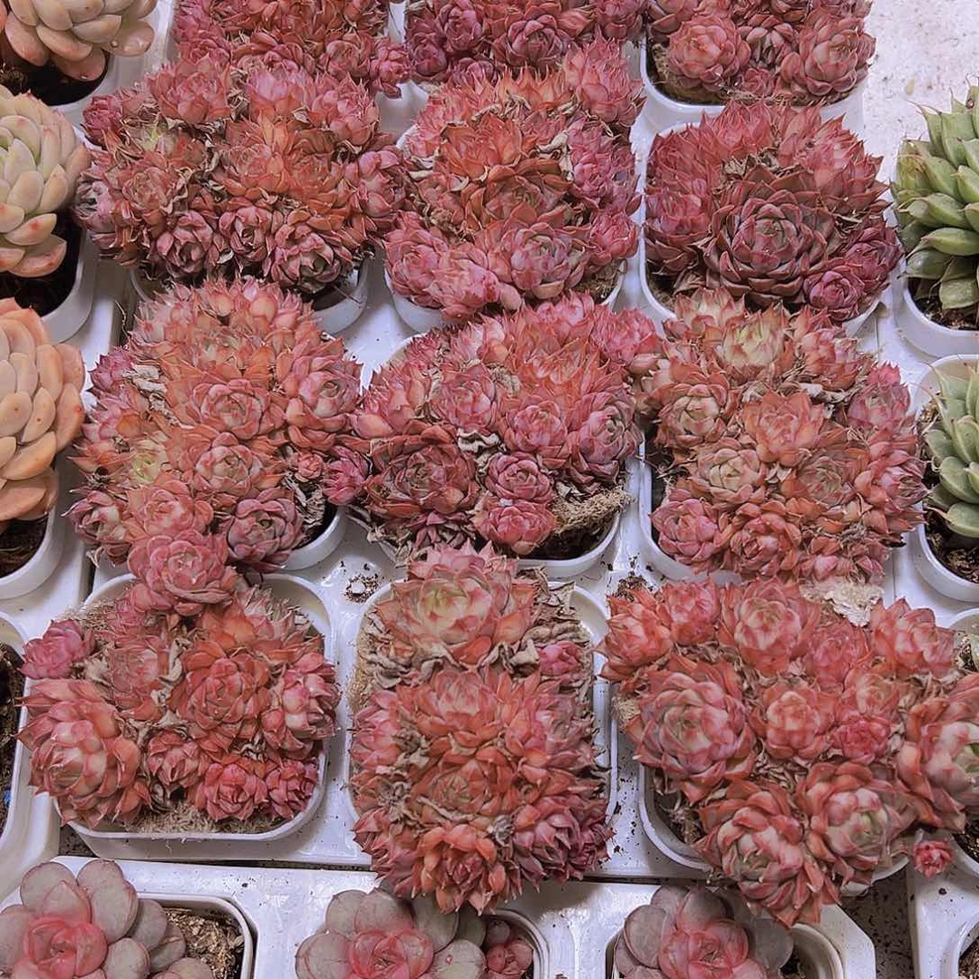 粉特大群19包邮多肉