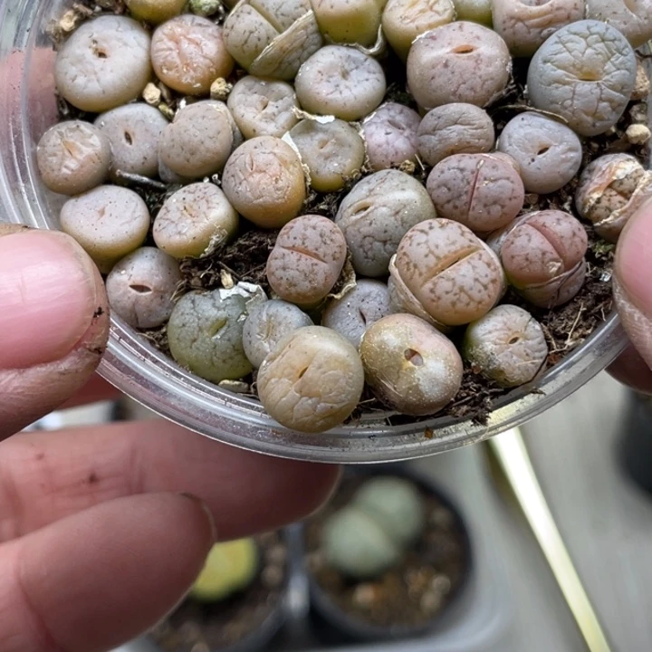 完全开放651荒混带盆