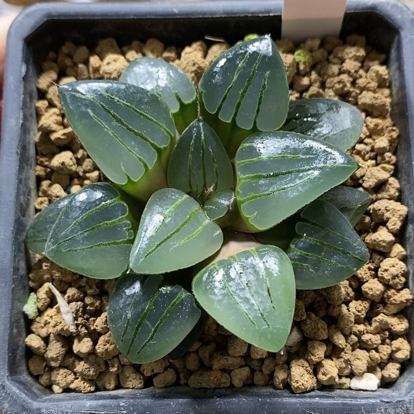 【闪购商品】155翠虎