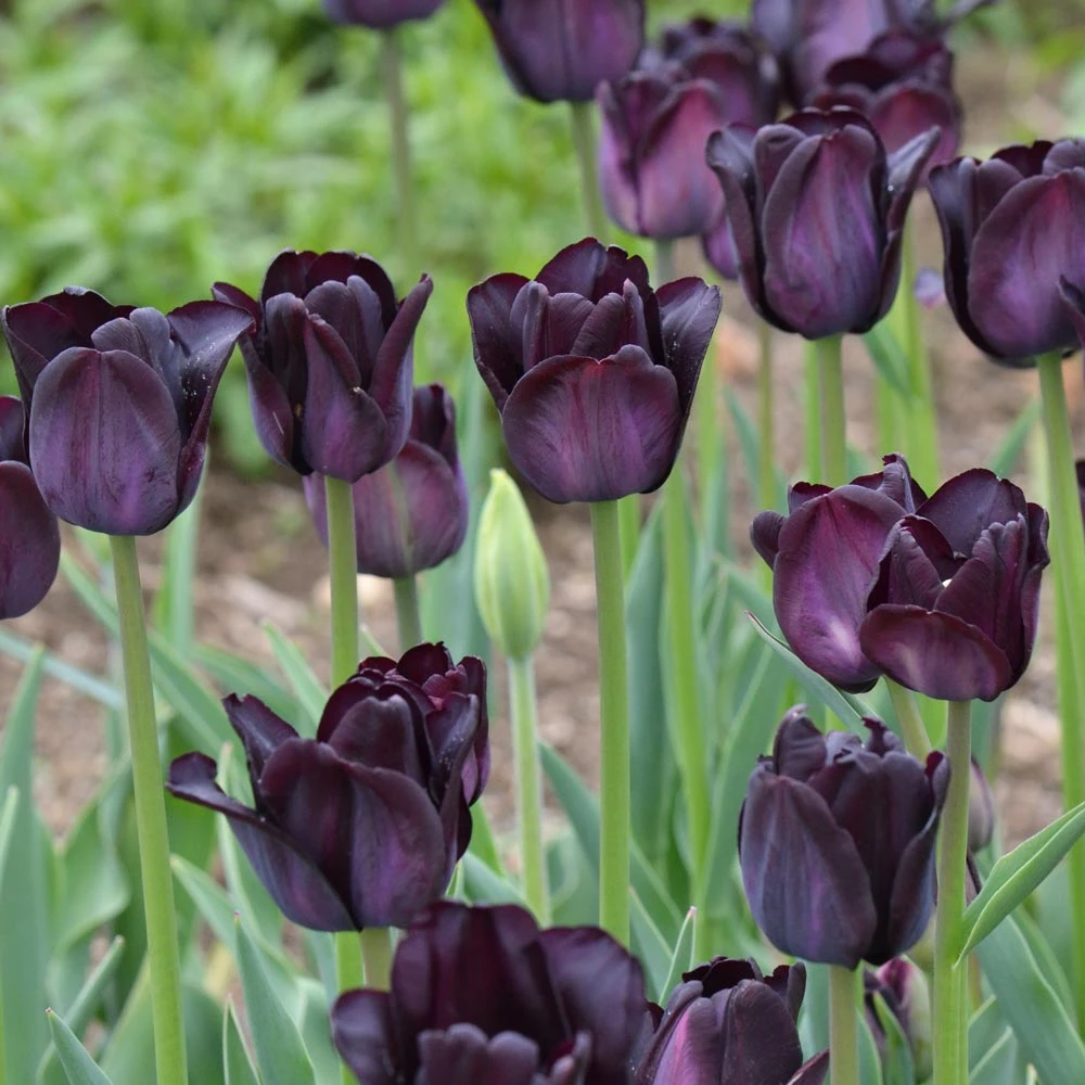 种花王大爷 【郁金香10球装合集】5度球球根花卉花园庭院耐寒易养护