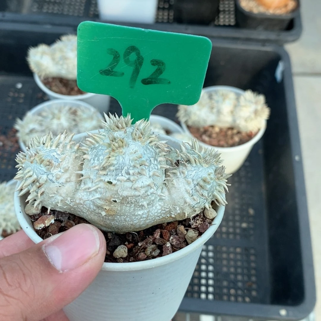 惠比须笑多肉植物