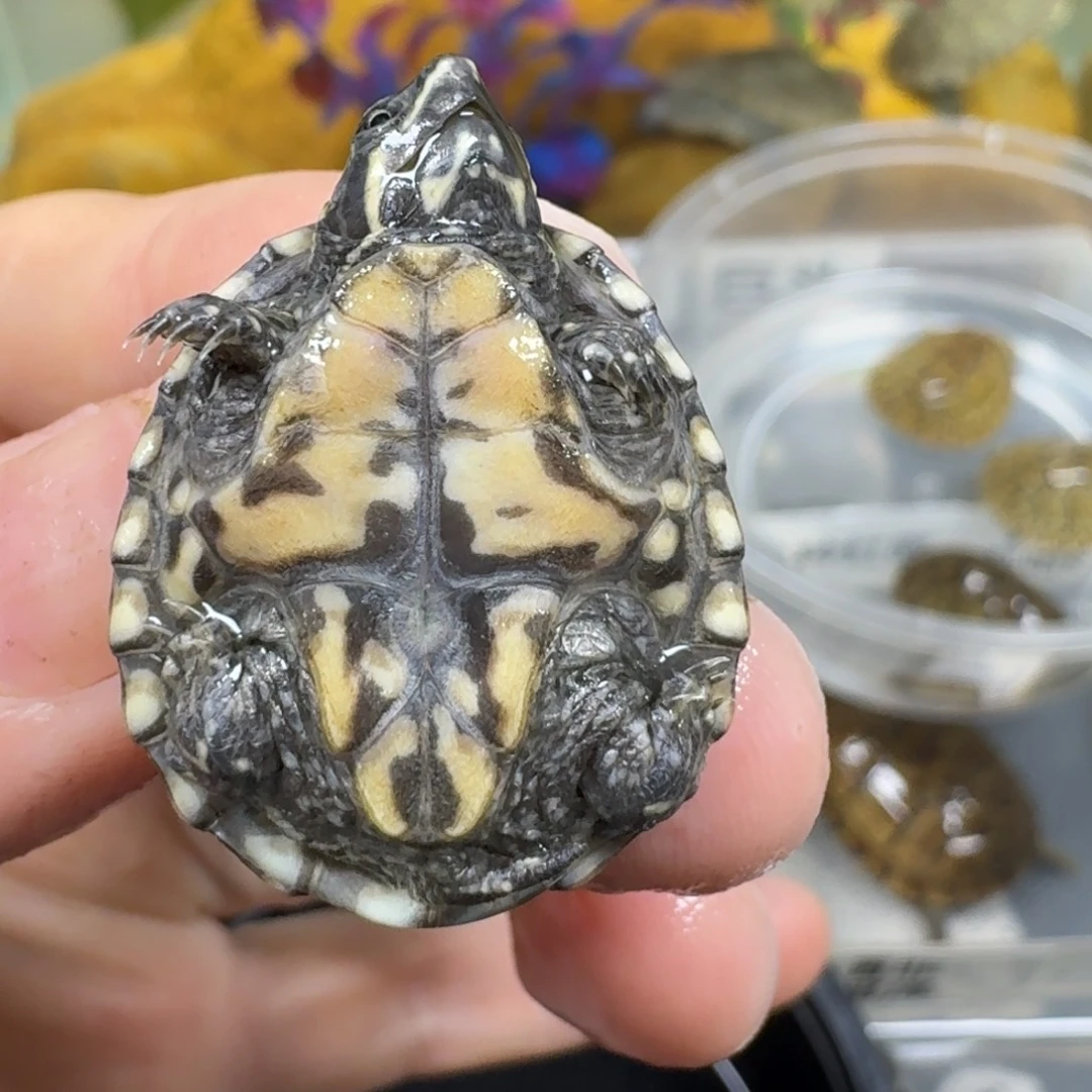 不分公母宠物龟麝香