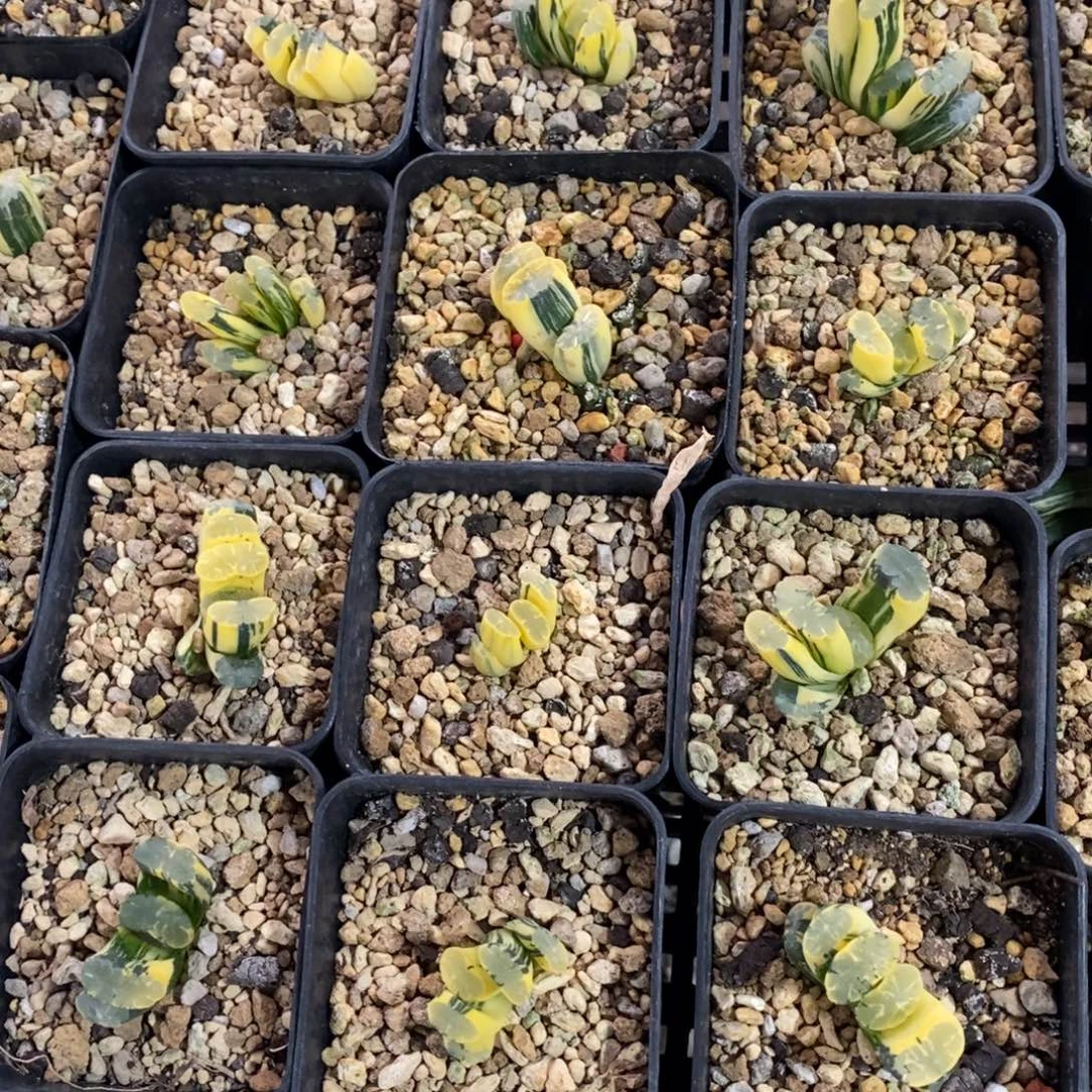 一颗玉扇锦 开播福利