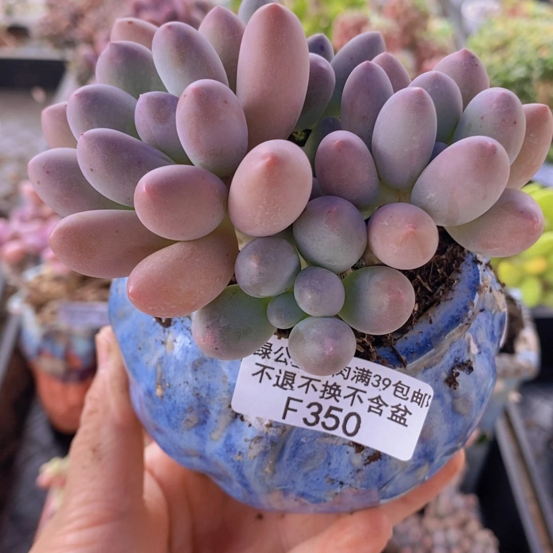 肥汤圆9cm350多肉植物