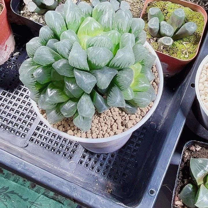 母本翡翠冰灯系列