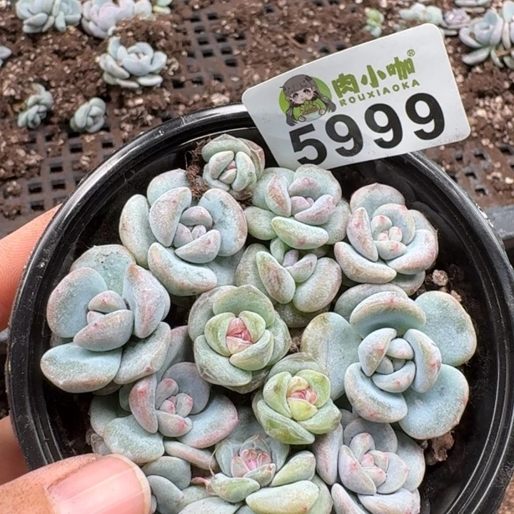 多肉植物多肉植物