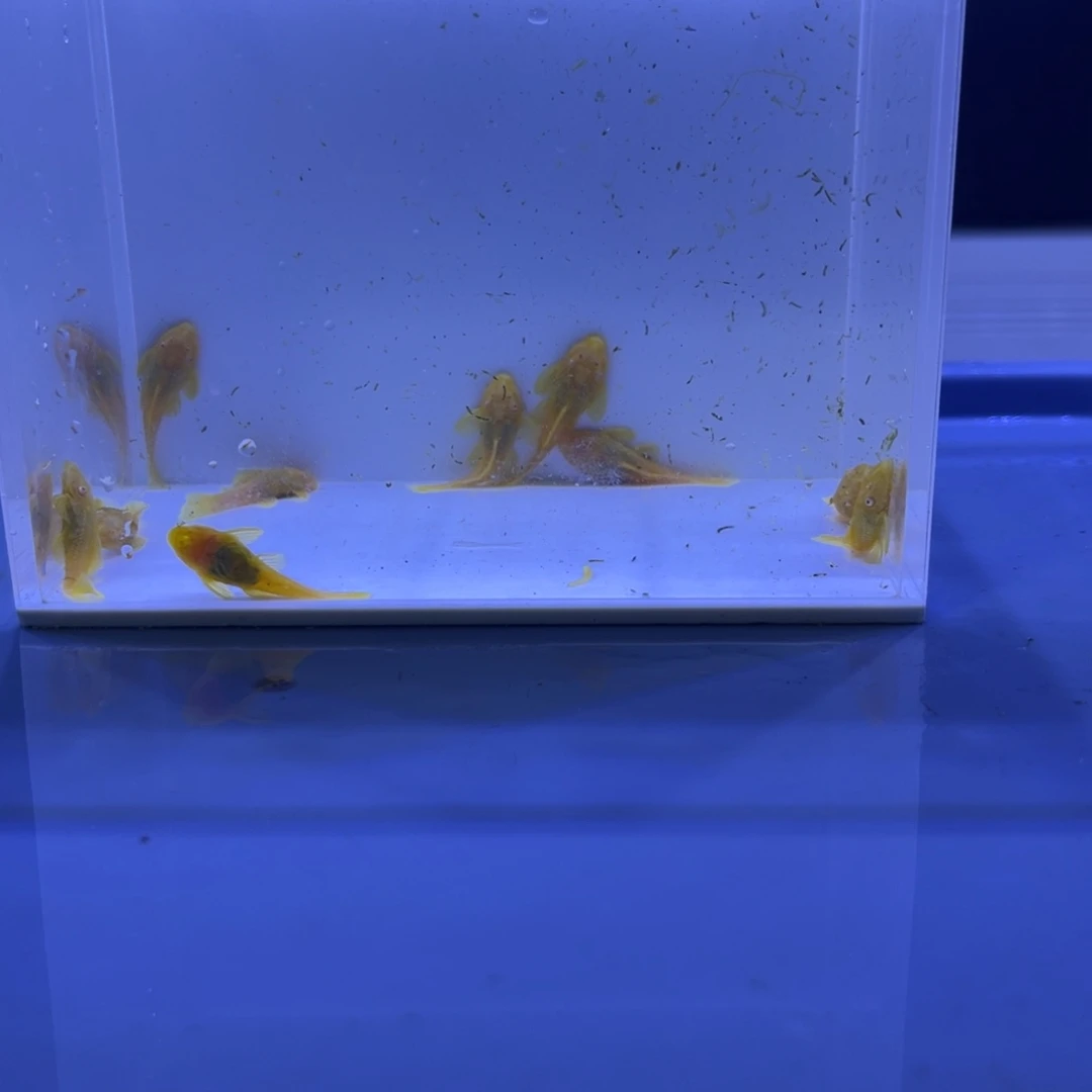 孔雀鱼胡子十条开箱视频报损